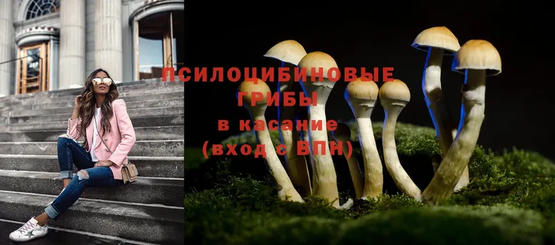 Псилоцибиновые грибы MAGIC MUSHROOMS  цена наркотик  darknet состав  Ельня 